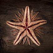 A starfish abstract on wood