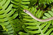 Peninsula ribbon snake, Thamnophis sauritus sackenii, green phase, native from Florida north to South Carolina