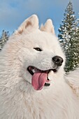 Samoyed dog, bjelkier, in the snow, Cocolalla, Idaho, USA, property released