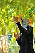 Harvesting white malacca grapes, floating vineyards of samut sakhon and ratchaburi, grapevines on islands seperated by canals, thailand