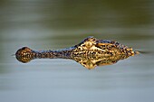 American Alligator - Los Novios Ranch - near Cotulla, Texas USA