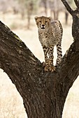 Young cheetah in tree - Serengeti National Park, Tanzania