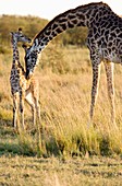 Masai Giraffe with young - Masai Mara National Reserve, Kenya