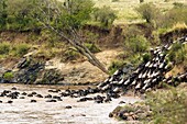 Wildebeest crossing the Mara River - Masai Mara National Reserve, Kenya