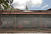 Eine Privatschule in Rabaul, Mitarbeiter räumen Asche von den Dächern, Tavurvur Vulkan, Rabaul, Ost-Neubritannien, Papua Neuguinea, Melanesien- Pazifik