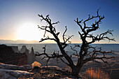 Silhouette von Baum vor Felstürmen bei Sonnenaufgang, Island in the Sky, Canyonlands Nationalpark, Moab, Utah, Südwesten, USA, Amerika