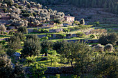 View over stone terraces at the valley of Soller, Tramantura, Soller, Mallorca, Spain
