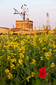 Wind mill with a flower field in summer, symbol of Mallorca, Es Pla, near Palma de Mallorca, Spain