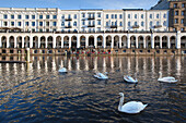Swans at the Alsterfleet in front of the Alsterarkaden, Hamburg, Gemany, Europe