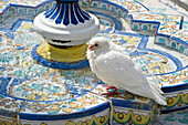 Taube am Brunnen an der Plaza de Espana, Sevilla, Andalusien, Spanien, Europa