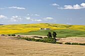 Spain-Spring 2011, Andalucia, Wheat and Sunflowers fields