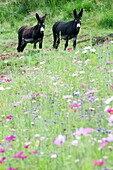 Two donkeys in a flowers field, Auvergne, Cantal, France