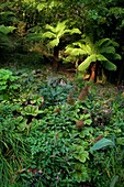 U.K Cornwall,The Lost Gardens of Heligan ,The  Jungle, Dicksonia antartica  and Rodgersia