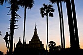 Myanmar (Burma), Yangon State, Bago (Pegu), Paya Thuin Zu village, the three pagodas site, Nyoaye climbs a tree to get the fruits called Toddi