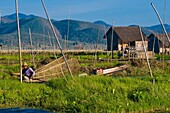 Myanmar (Burma), Shan State, Inle Lake, fisherman in floating gardens