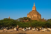 Myanmar (Burma), Mandalay State, Bagan (Pagan), Old Bagan, Sulamani Temple (Pahto Sulamani, end 12th), shepherd with his goats