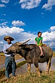 Myanmar (Burma), Shan State, Inle Lake, near Inn Dein, the young Myo Thet Naing sitting on a buffalo looking for tourists