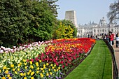 England,London,St James Park,Spring Flowers