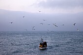 England,East Sussex,Hastings,Fishing Boat at Sea