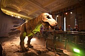 England,London,Natural History Museum,Tyrannosaurus Rex Dinosaur