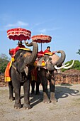 Thailand,Ayutthaya,Ayutthaya Historical Park,Elephants