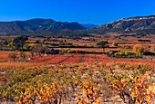 'France, Aude (11), the Corbières vineyards in autumn, wine Fitou ;Tuchan;'