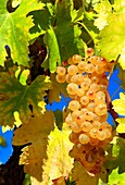 bunch of white grapes mature, surrounded by gold leaf, Chasselas, Chardonnay