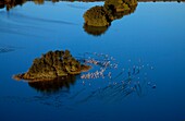 France, Bouches du Rhone (13), Camargue Regional Nature Park, landscape of marshes, (aerial view), flight Flamingos (Phoenicopterus roseus)