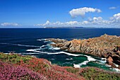 France, Finistère (29), Douarnenez Bay, Wild Coast flowered heather, on the horizon Crozon peninsula