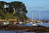 France, Finistère (29), Tréboul, Douarnenez resort and port, the marina at dawn