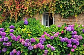 France, Morbihan (56), massive hydrangea (Hydrangea macrophylla), purple, before a window and facade covered in vine (Vitaceae)