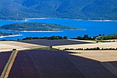 France, Alpes de Haute-Provence (04), HOLY CROSS LAKE VERDON, FROM TRAY LAVENDER FIELDS with VALENCOLE (aerial photo)
