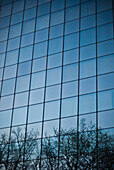 Tree Branch Reflections on Modern Office Building, London, England