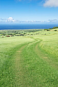 USA, HI, Kohala, Horse Ranch, Horse Ranch