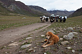 A dog on the Kora or pilgrimage path around Mount Kailash. A religious pilgrimage site, Buddhist traditional pathway through the mountains. A group of yaks loaded with panniers. A valuable domestic animal, kept for meat, milk and as a working animal., Mou