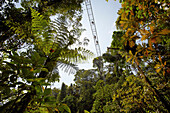 60 m hohe Hängebrücke im Regenwald, La Fortuna, Costa Rica, Zentralamerika, Amerika