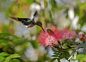 Fliegender Kolibri an einer Mimosenblüte, Guanacaste, Costa Rica, Zentralamerika, Amerika