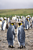King Penguins, pair, Aptenodytes patagonicus, Salisbury Plains, South Georgia, Antarctica