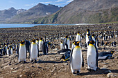 King Penguins in colony, Aptenodytes patagonicus, colony, St Andrews Bay, South Georgia, Subantarctic, Antarctica