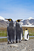 King Penguins, Aptenodytes patagonicus, St Andrews Bay, South Georgia, Antarctica
