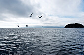 Seagulls flying over the North Sea, small Island at Storebo, Island of Huftaroy, Austevoll, Norway