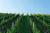 Vineyard in Ortenberg, Offenburg, Baden-Württemberg, Germany, Europe