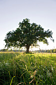 Mozart oak tree at sunset at Seeon Abbey, beneath which Mozart was said to have sat, Seeon, Chiemgau, Bavaria, Germany