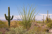 Saguaro und andere Kakteen im Saguaro Nationalpark, Sonora Wüste, Arizona, USA, Amerika