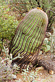 Cactus at Arizona - Sonora Desert Museum, Sonora Desert, Arizona, USA, America
