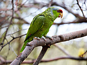 Grüner Papagei im Arizona - Sonora Desert Museum, Sonora Wüste, Arizona, USA, Amerika