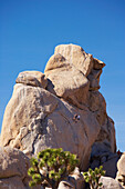 Kletterer an einem Fels im Hidden Valley im Joshua Tree National Park, Mojave Wüste, Kalifornien, USA, Amerika