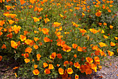 Californian Poppies at the Pacific coast, California, USA, America