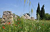 Rundhäuser mit Steindächer bei Alberobello, Trullis, Valle d´Itria, Alberobello, Apulien, Italien
