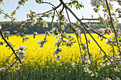 Flowering fruit tree and rapeseed in flower, Landscape, Nature